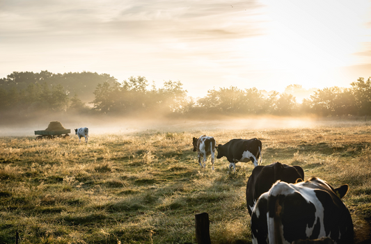 Gras Gevoerd Rundvlees: Een Bewuste Keuze voor Gezondheid en Milieu